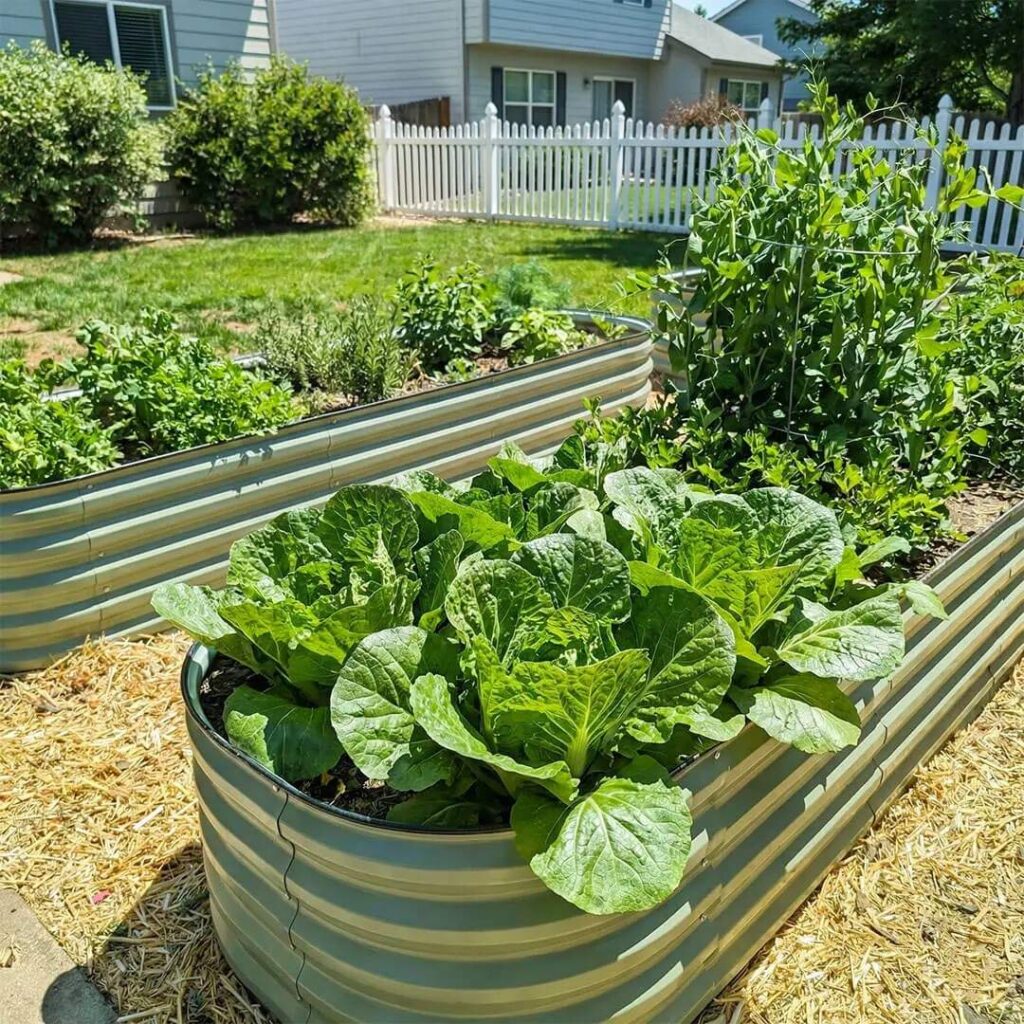 vegega garden beds